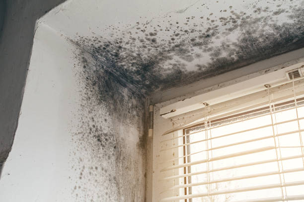 Affordable Mold Remediation solutions in Oak Ridge, NC